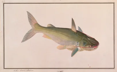 Soldier Catfish, from Drawings of Fishes from Malacca, c.1805-18